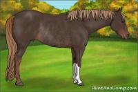 Horse Color:Liver Chestnut Rabicano