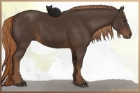 Horse Color:Liver Chestnut Rabicano