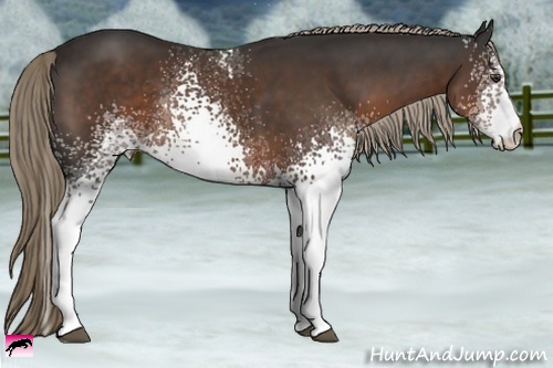 Horse Color:White Spotted Liver Chestnut Rabicano 