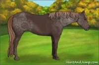 Horse Color:Liver Chestnut Rabicano