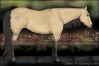 Horse Color:Buckskin Dun 