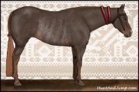 Horse Color:Liver Chestnut Rabicano 