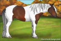 Horse Color:Bay Tobiano 