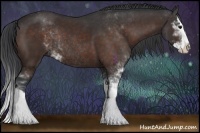 Horse Color:Bay Sabino Splash Rabicano 