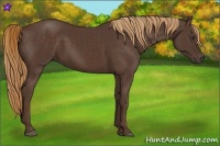 Horse Color:Liver Chestnut Rabicano 