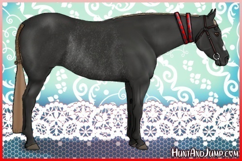 Horse Color:Liver Chestnut Rabicano 