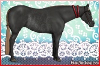 Horse Color:Liver Chestnut Rabicano