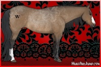 Horse Color:Bay Dun Rabicano 