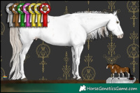 Horse Color:White Spotted Liver Chestnut Pearl Sabino Splash Near Leopard Rabicano