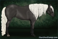 Horse Color:Liver Chestnut Rabicano 