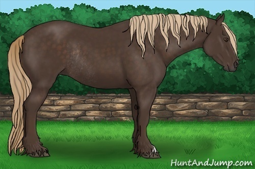 Horse Color:Liver Chestnut Rabicano