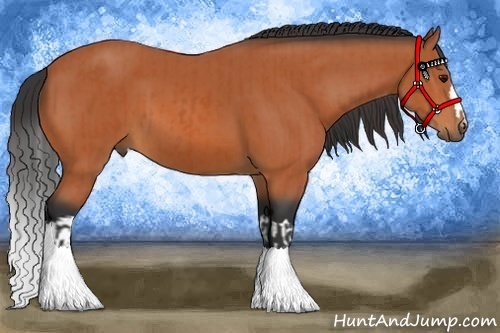 Horse Color:Bay  and Bay 