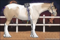 Horse Color:Liver Chestnut Pearl Tobiano Rabicano 