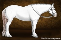 Horse Color:Brown Appaloosa 