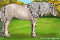 Horse Color:White Spotted Chocolate Palomino Pearl Rabicano