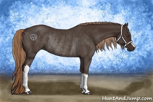 Horse Color:Liver Chestnut Rabicano 
