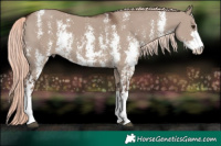 Horse Color:Liver Red Dun Mushroom Sabino Rabicano 