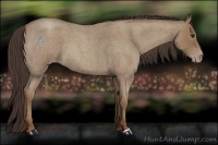 Horse Color:Classic Champagne Roan 