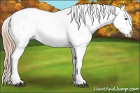 Horse Color:Liver Chestnut Varnish Rabicano 