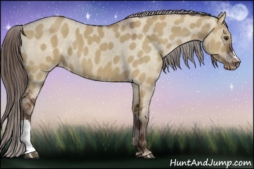 Horse Color:Liver Red Dun Appaloosa 