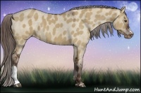 Horse Color:Liver Red Dun Appaloosa 