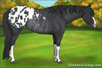 Horse Color:Black Appaloosa Rabicano