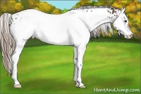 Horse Color:White Spotted Liver Chestnut 