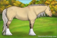 Horse Color:Silver Bay Dun Sabino 