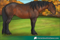 Horse Color:Brown 