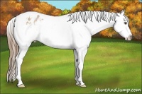 Horse Color:White Spotted Liver Chestnut Pearl Sabino Appaloosa 