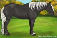 Horse Color:Liver Chestnut Sabino