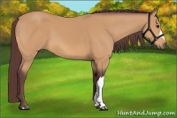 Horse Color:Chocolate Buckskin 