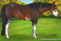 Horse Color:Brown Sabino 
