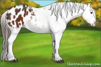 Horse Color:White Spotted Bay Appaloosa