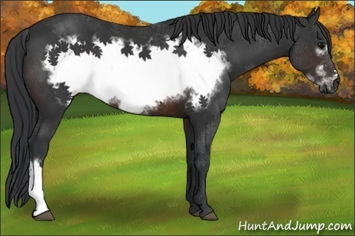 Horse Color:Brown Frame 