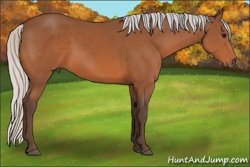 Horse Color:Silver Bay Sabino 