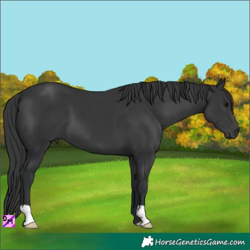 Horse Color:Black 