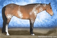Horse Color:White Spotted Buckskin