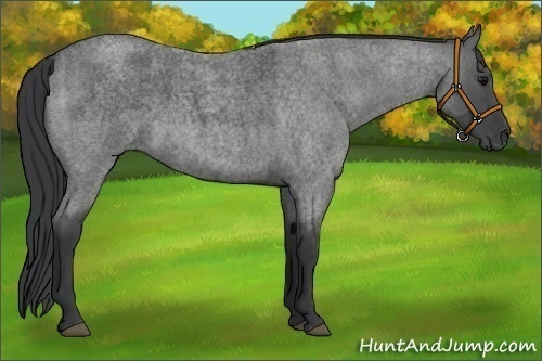 Horse Color:Blue Roan Sabino 