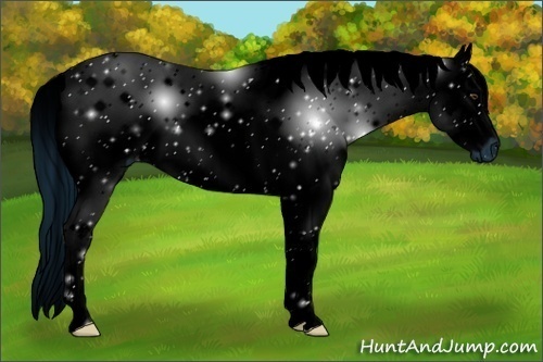 Horse Color:ERROR: UNKNOWN ANOMALY