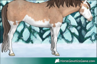 Horse Color:Amber Champagne Splash