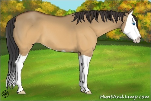 Horse Color:Buckskin Dun Splash 