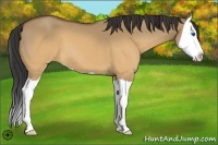 Horse Color:Buckskin Dun Splash 