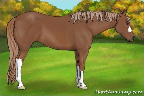 Horse Color:Chestnut 