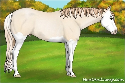 Horse Color:Buckskin Pearl Splash Rabicano