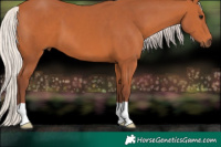 Horse Color:Chocolate Silver Brown