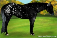 Horse Color:ERROR: UNKNOWN ANOMALY