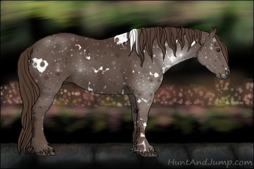 Horse Color:White Spotted Liver Chestnut