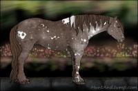 Horse Color:White Spotted Liver Chestnut