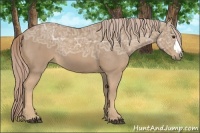 Horse Color:Palomino Ice 